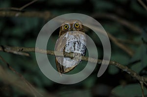 Oriental scop owl bird