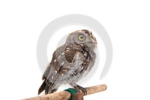 Oriental scops owl isolate