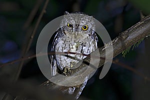 Oriental Scops-Owl Otus sunia Beautiful Birds of Thailand