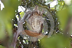 Oriental Scops-Owl Otus sunia Beautiful Birds of Thailand