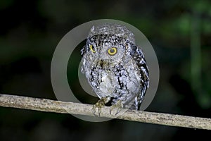 Oriental Scops-Owl Otus sunia Birds of Thailand