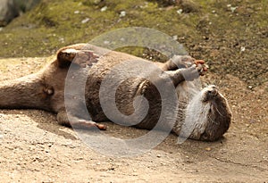 Oriental Short Clawed Otter