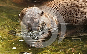 Oriental Short Clawed Otter