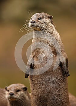 Oriental Short-Clawed Otters