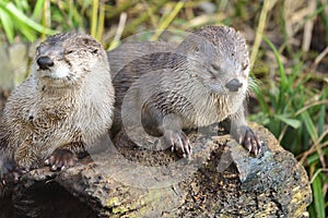 Oriental short clawed otters aonyx cinerea