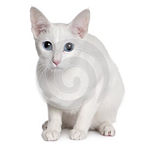 Oriental Shorthair (11 months old)