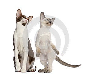 Oriental Shorthair adult sitting and kitten