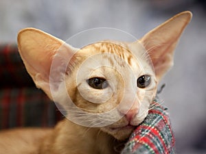 Oriental Shorthair Cat