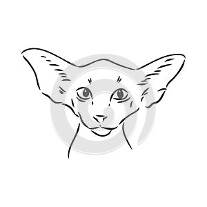 Oriental Shorthair cat. Hand drawn style print. Vector illustration.