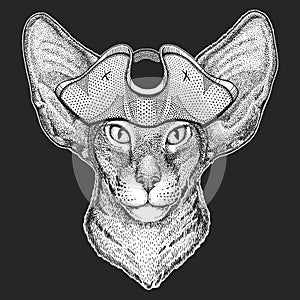 Oriental shorthair cat head. Pirate cocked hat. Portrait of animal.