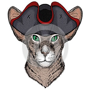 Oriental shorthair cat head. Portrait of animal. Cocked hat.