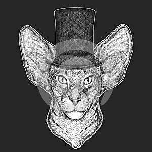 Oriental shorthair cat head. Top hat, cylinder. Portrait of animal.