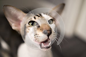 Oriental Shorthair cat is 10 months old