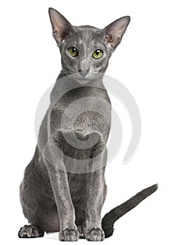 Oriental Shorthair cat, 10 months old