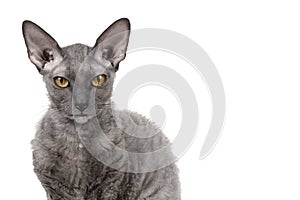 Oriental shorthair cat sitting and watching, gray animal pet, domestic kitty, purebred Cornish Rex. Isolated on white background.