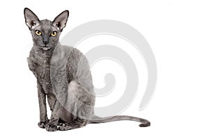 Oriental shorthair cat sitting and watching, gray animal pet, domestic kitty, purebred Cornish Rex. Isolated on white background.