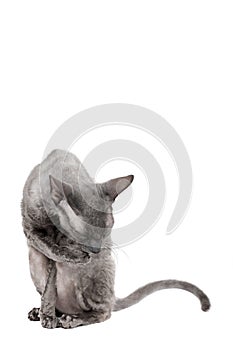 Oriental shorthair cat sittingand washing oneself, gray animal pet, domestic kitty, purebred Cornish Rex. Isolated on white backgr