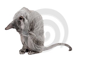 Oriental shorthair cat sittingand washing oneself, gray animal pet, domestic kitty, purebred Cornish Rex. Isolated on white backgr