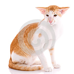 Oriental Shorthair cat on white