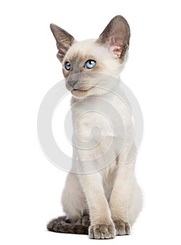 Oriental Shorthair kitten, 9 weeks old, sitting