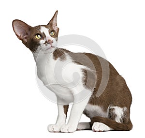 Oriental shorthair sitting