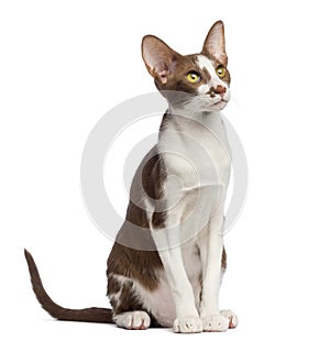 Oriental Shorthair sitting and looking up against white background