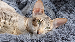 Oriental shorthair tabby kitten with green eyes lies