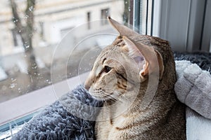 Oriental shorthair tabby kitten looking out the window