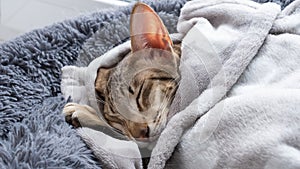 Oriental shorthair tabby kitten sleeping on the grey cat bed.