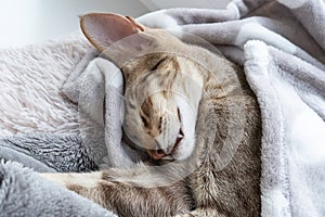 Oriental shorthair tabby kitten sleeping near the window.