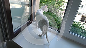 Oriental shorthair white cat looking out the window