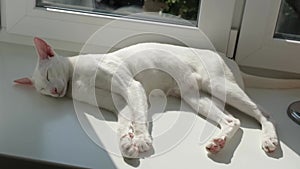 Oriental shorthair white cat sleeping near the window