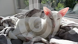 Oriental shorthair white cat sleeping near the window