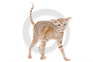 Oriental siamese cat