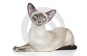 Oriental Siamese cat photo