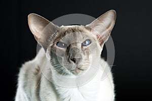 Oriental siamese cat blue eyes sitting, black background