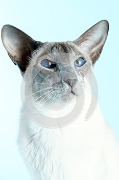 Oriental siamese cat blue eyes sitting light blue background