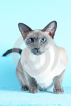 Oriental siamese cat blue eyes sitting light blue background
