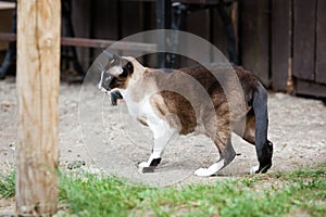 Oriental siamese cat walking near wooden house