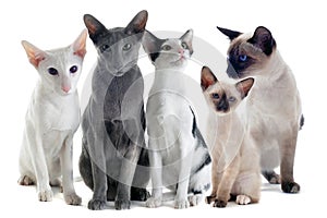 Oriental and siamese cats