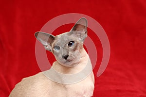 Oriental Siamese