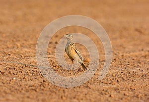 Oriental Skylark (Alauda gulgula)