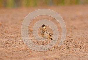 Oriental Skylark (Alauda gulgula)