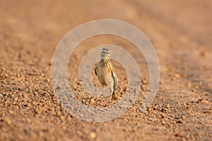 Oriental Skylark (Alauda gulgula)