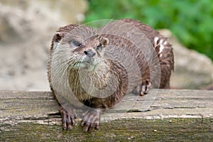 Oriental Small Clawed Otter