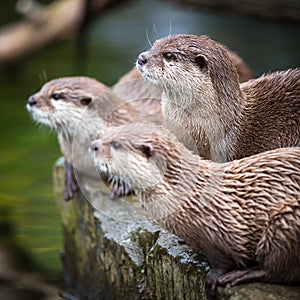 An oriental small-clawed otter