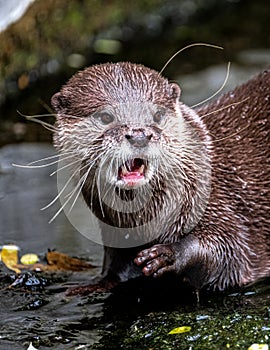 Oriental Small-Clawed Otter