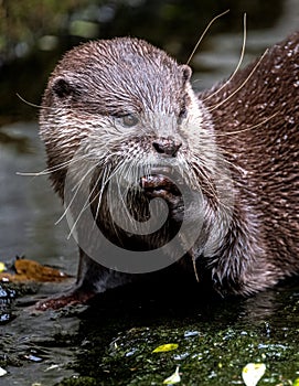 Oriental Small-Clawed Otter