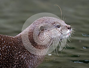 Oriental Small-Clawed Otter