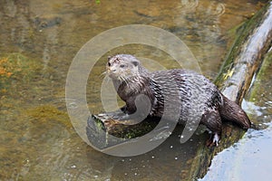 Oriental small-clawed otter